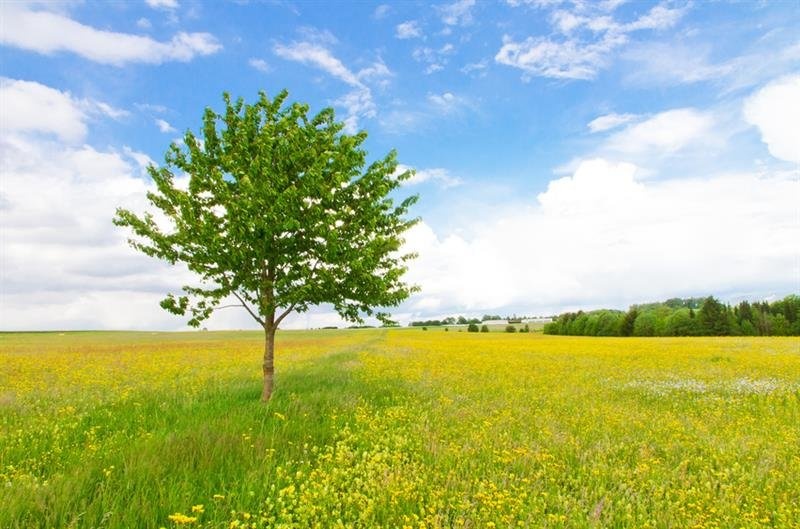 Profilbild von Elisabeth Unser