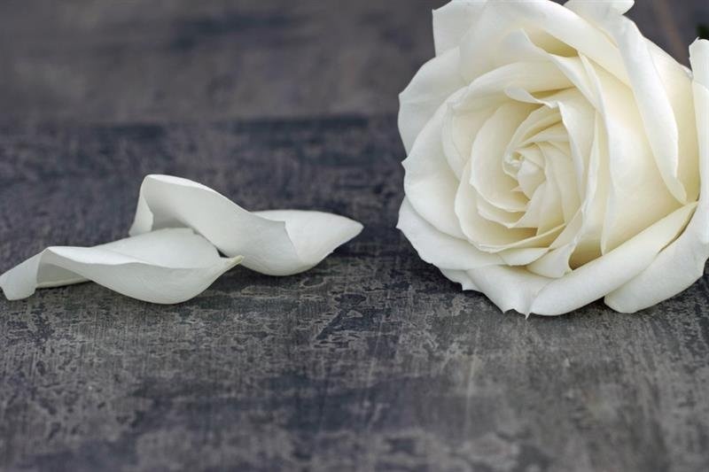 Profilbild von Wilhelm Gubisch